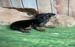Toy Fox Terrier dogs for sale: Bitsy - Image 6