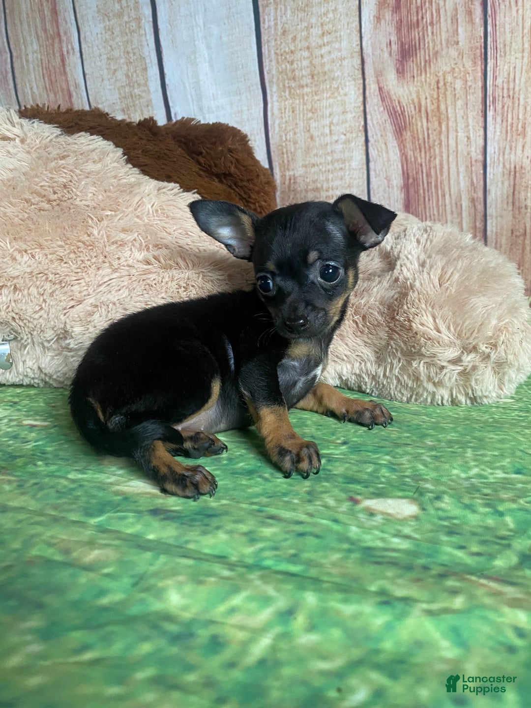 Toy Fox Terrier dogs for sale: Bitsy - Image 6