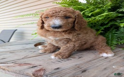 Goldendoodle dogs for sale: Asher - Image 12