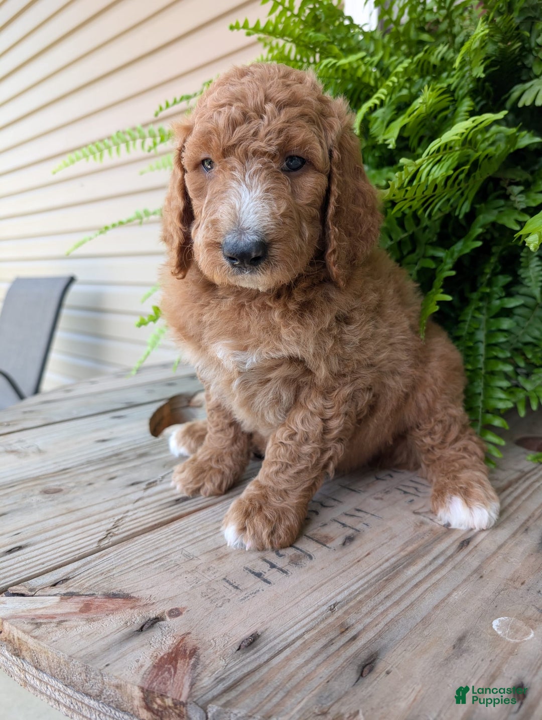 Goldendoodle dogs for sale: Asher - Image 12