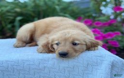 Golden Retriever dogs for sale: Tristan - Image 4
