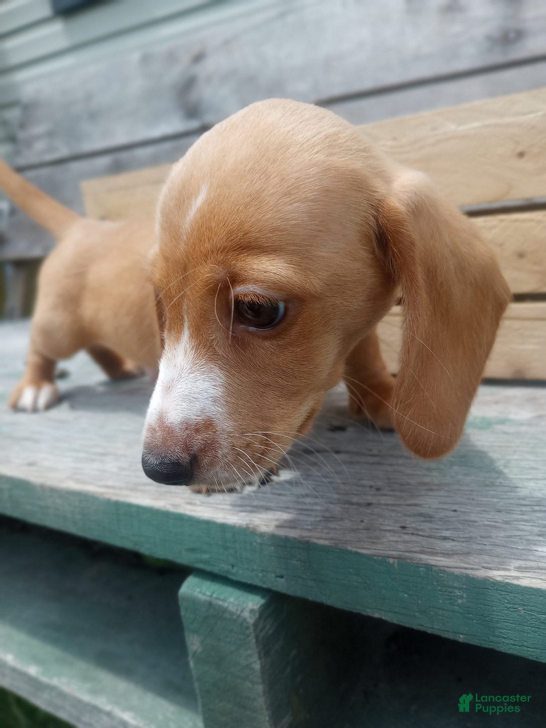 Miniature Dachshund dogs for sale: Elmer - Image 15
