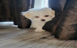 Maltese dogs for sale: Papaya - Image 11
