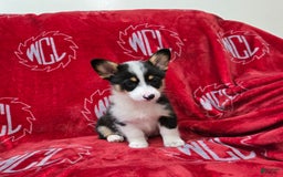 Welsh Corgi Pembroke dogs for sale: Lily - Image 12