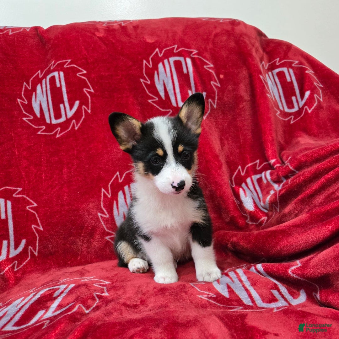 Welsh Corgi Pembroke dogs for sale: Lily - Image 12