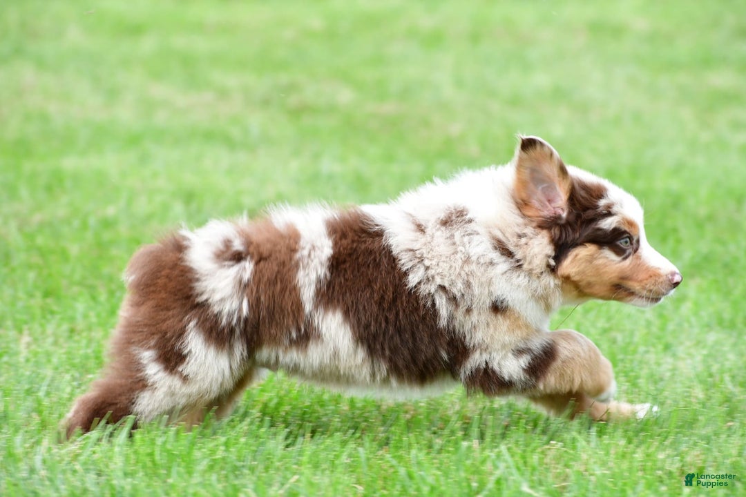 Australian Shepherd dogs for sale: Dexter - Image 10