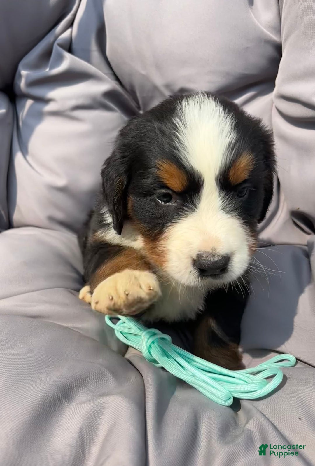 Bernese Mountain Dog dogs for sale: Aqua - Image 8