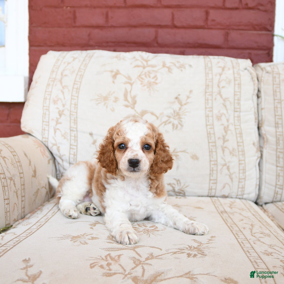 Cockapoo dogs for sale: Kermit - Image 7