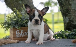Frenchton dogs for sale: Mollie - Image 3