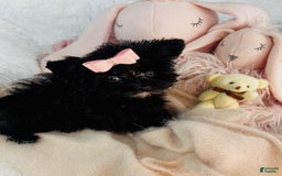 Morkie dogs for sale: Denise - Image 3