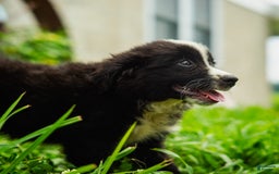 Miniature Australian Shepherd dogs for sale: Elephant Ear - Image 15