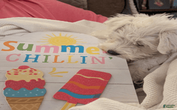 Miniature Schnauzer dogs for sale: Cotton Wiggles - Image 5