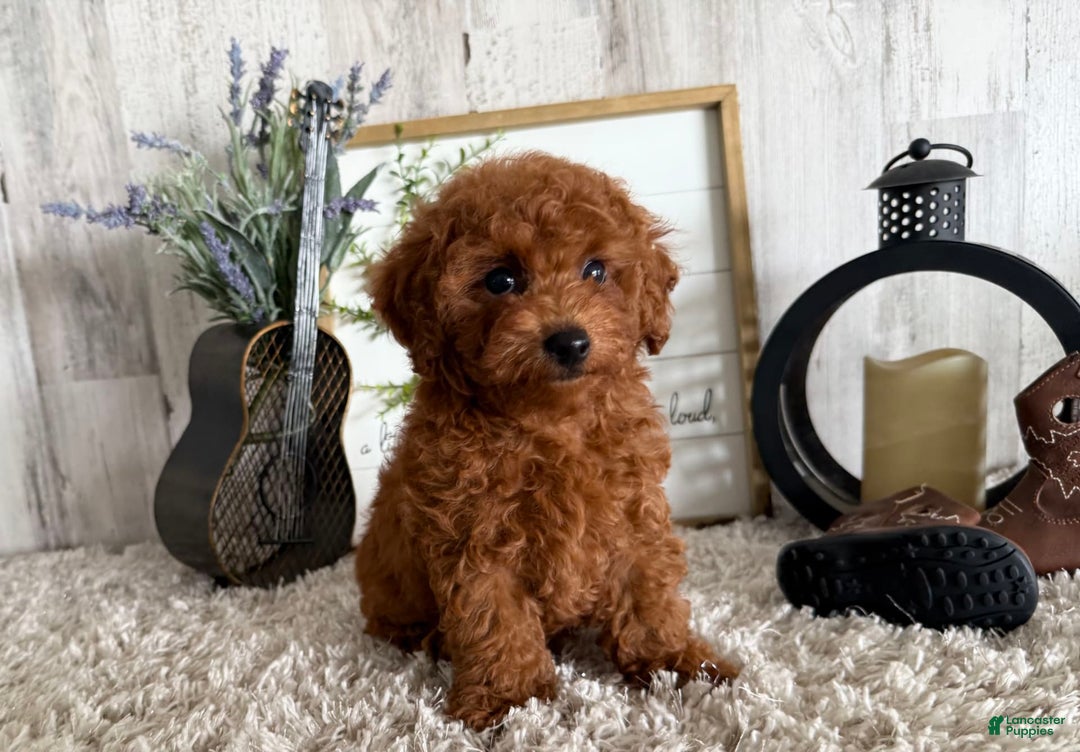 Toy Poodle dogs for sale: Ian - Image 1