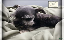 Miniature Schnauzer dogs for sale: Quill - Image 5