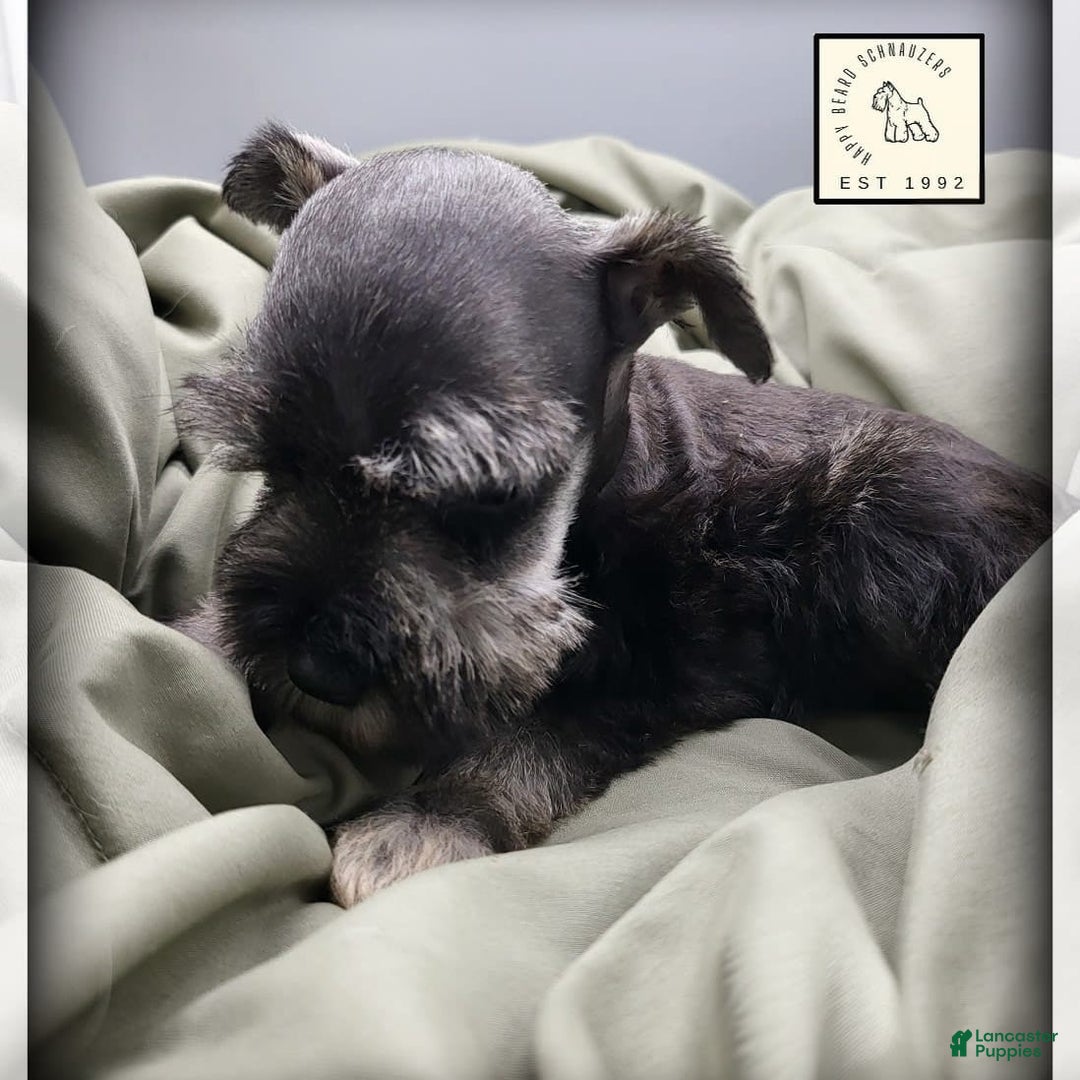 Miniature Schnauzer dogs for sale: Quill - Image 5