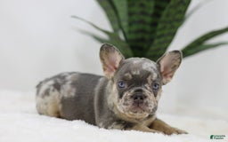 French Bulldog dogs for sale: Mario - Image 7