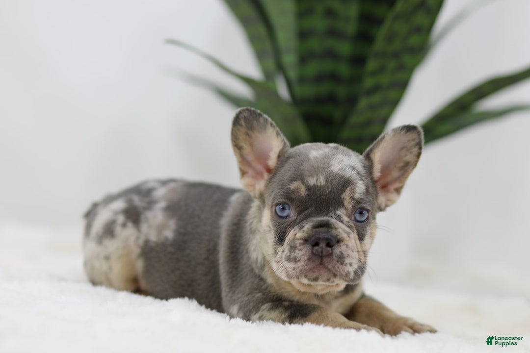 French Bulldog dogs for sale: Mario - Image 7