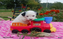 Toy Poodle dogs for sale: Bonnie - Image 3