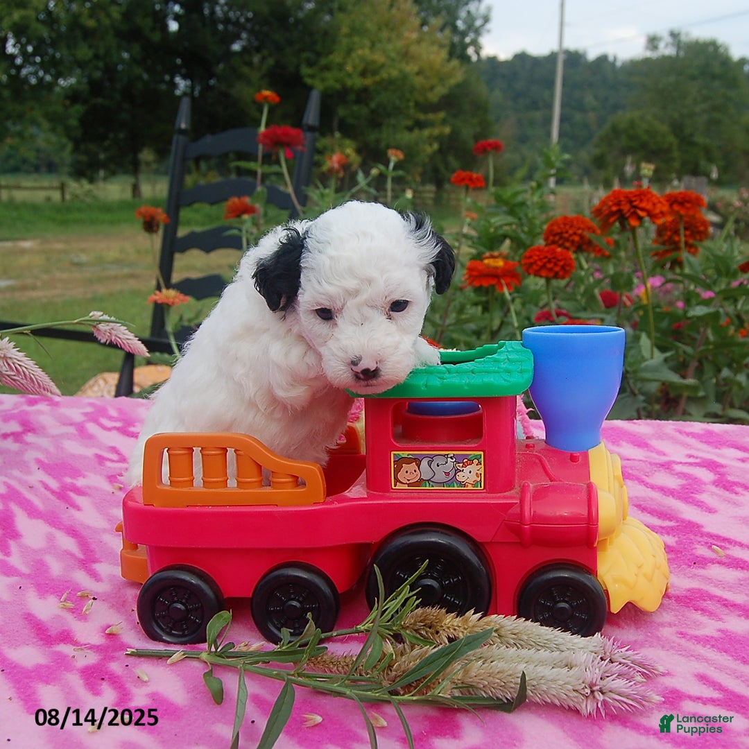Toy Poodle dogs for sale: Bonnie - Image 3