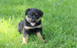 Rottweiler dogs for sale: Vans - Image 1