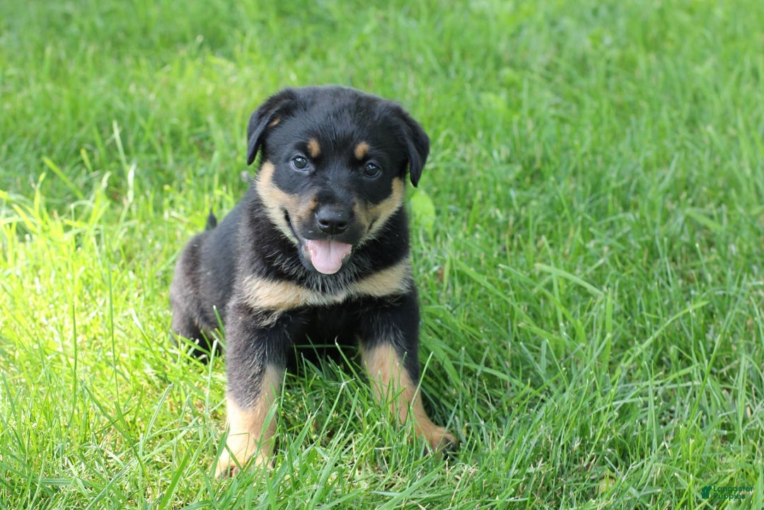 Rottweiler dogs for sale: Vans - Image 1