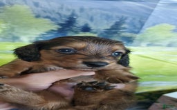Miniature Dachshund dogs for sale: Scorch - Image 4