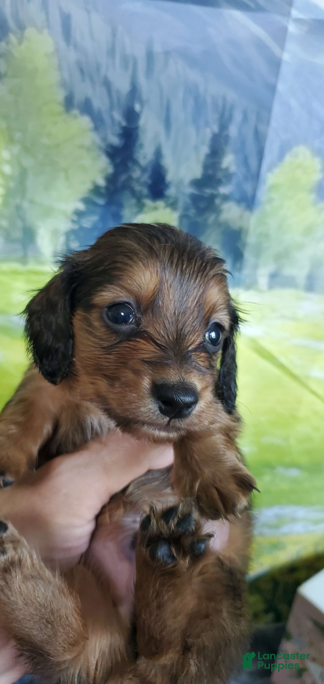 Miniature Dachshund dogs for sale: Scorch - Image 4