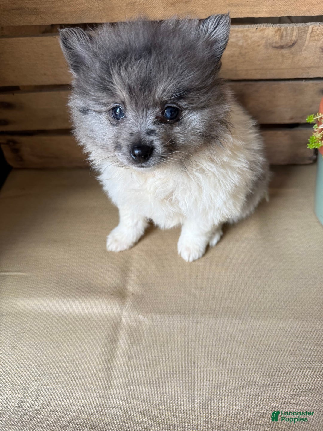 Pomeranian dogs for sale: Aaron - Image 16
