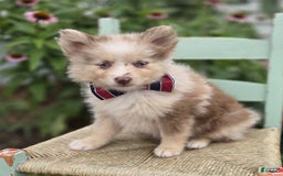 Pomsky dogs for sale: Pete - Image 4