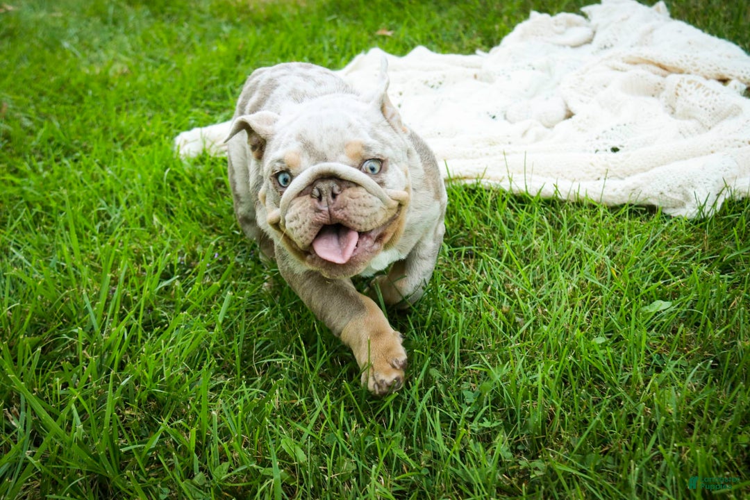 English Bulldog dogs for sale: Turbo - Image 6
