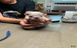 French Bulldog dogs for sale: Wendy - Image 5