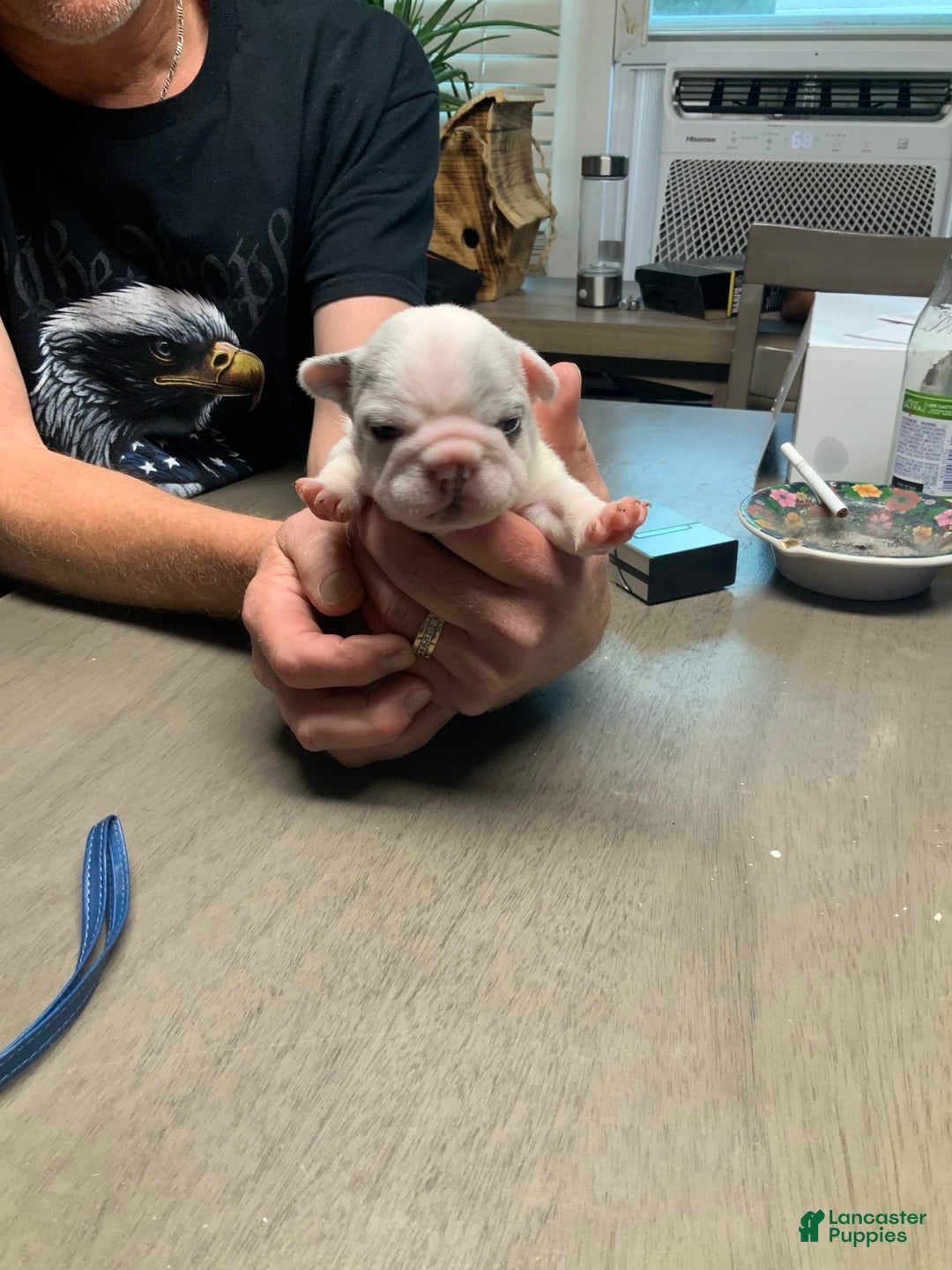 French Bulldog dogs for sale: Wendy - Image 5
