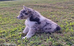 Gerberian Shepsky dogs for sale: Chief - Image 3