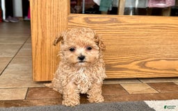 Maltipoo dogs for sale: Sherry - Image 7