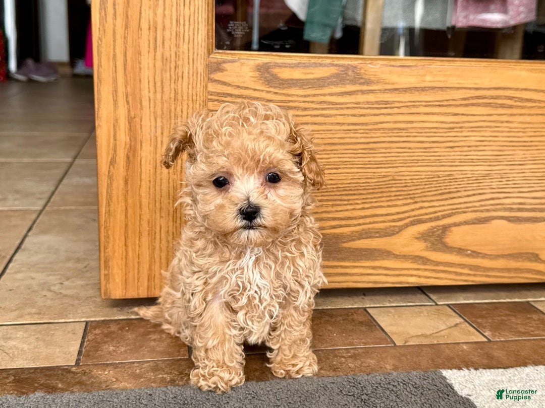 Maltipoo dogs for sale: Sherry - Image 7