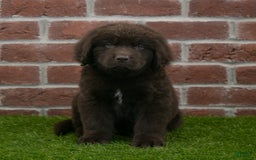 Newfoundland dogs for sale: Max - Image 3
