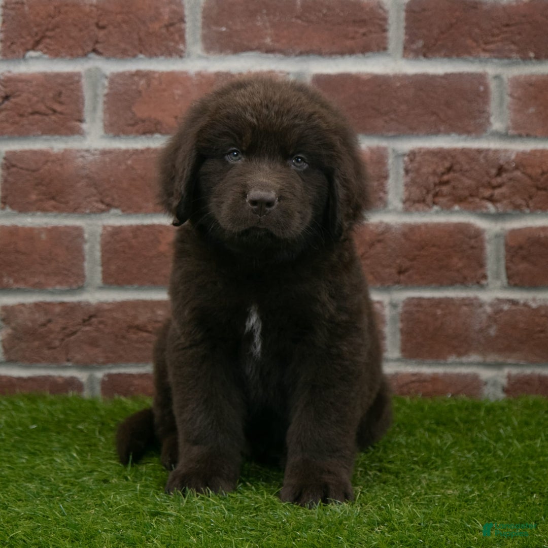 Newfoundland dogs for sale: Max - Image 3