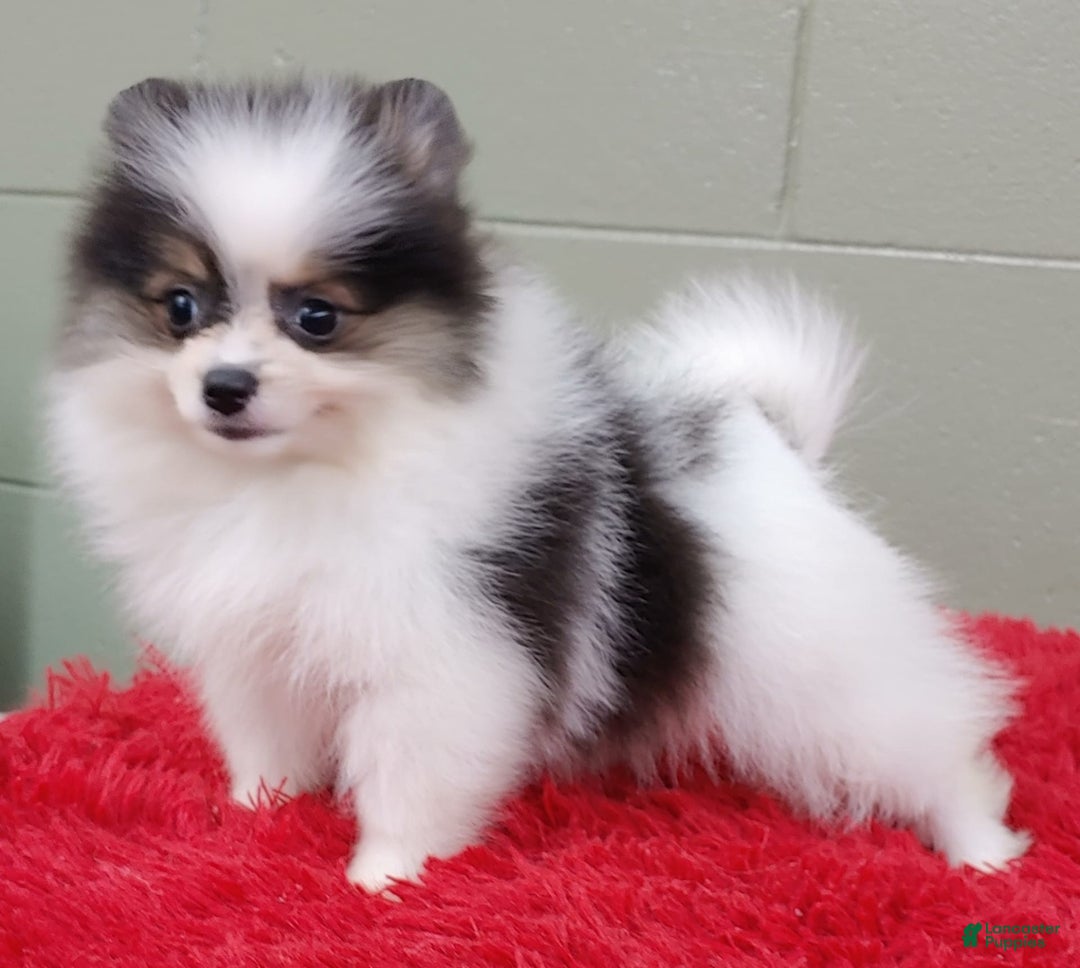 Pomeranian dogs for sale: Topper - Image 12