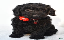 Cockapoo dogs for sale: Addy - Image 3