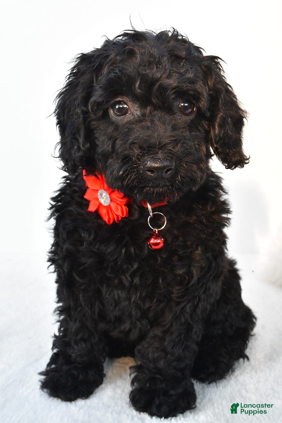 Cockapoo dogs for sale: Addy - Image 3