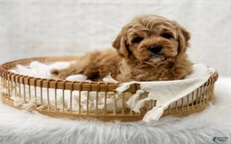 Cavapoo dogs for sale: Jordan - Image 7