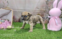 Catahoula Leopard Dog dogs for sale: Goldie 2025 F5 - Image 3