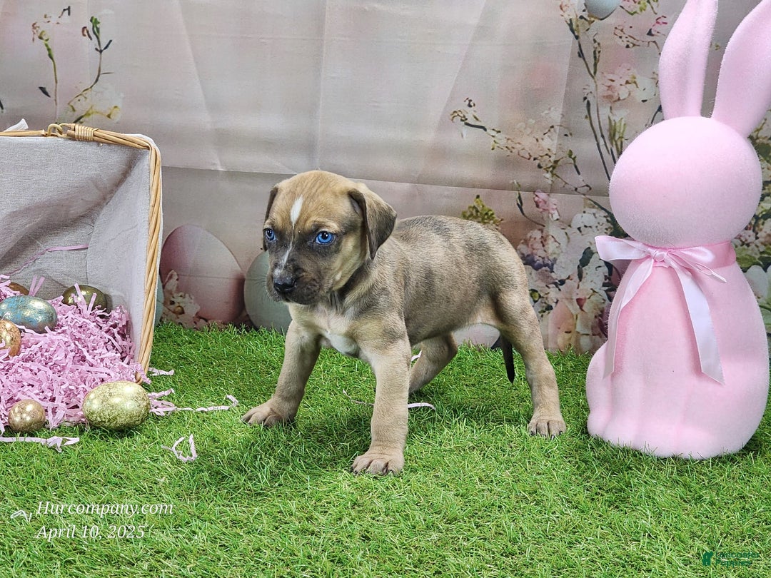Catahoula Leopard Dog dogs for sale: Goldie 2025 F5 - Image 3