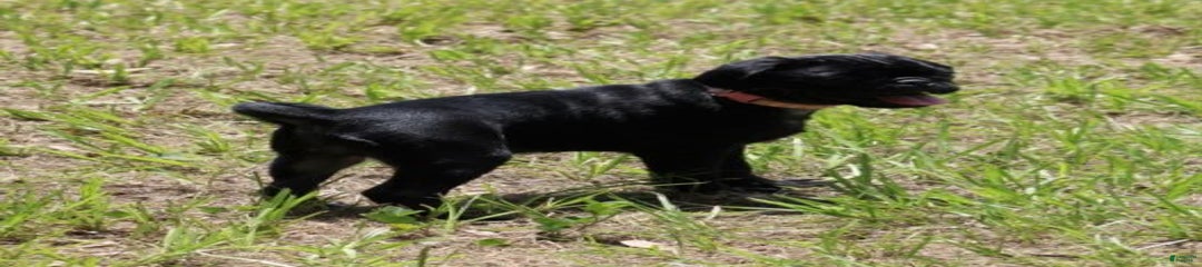 Gracie