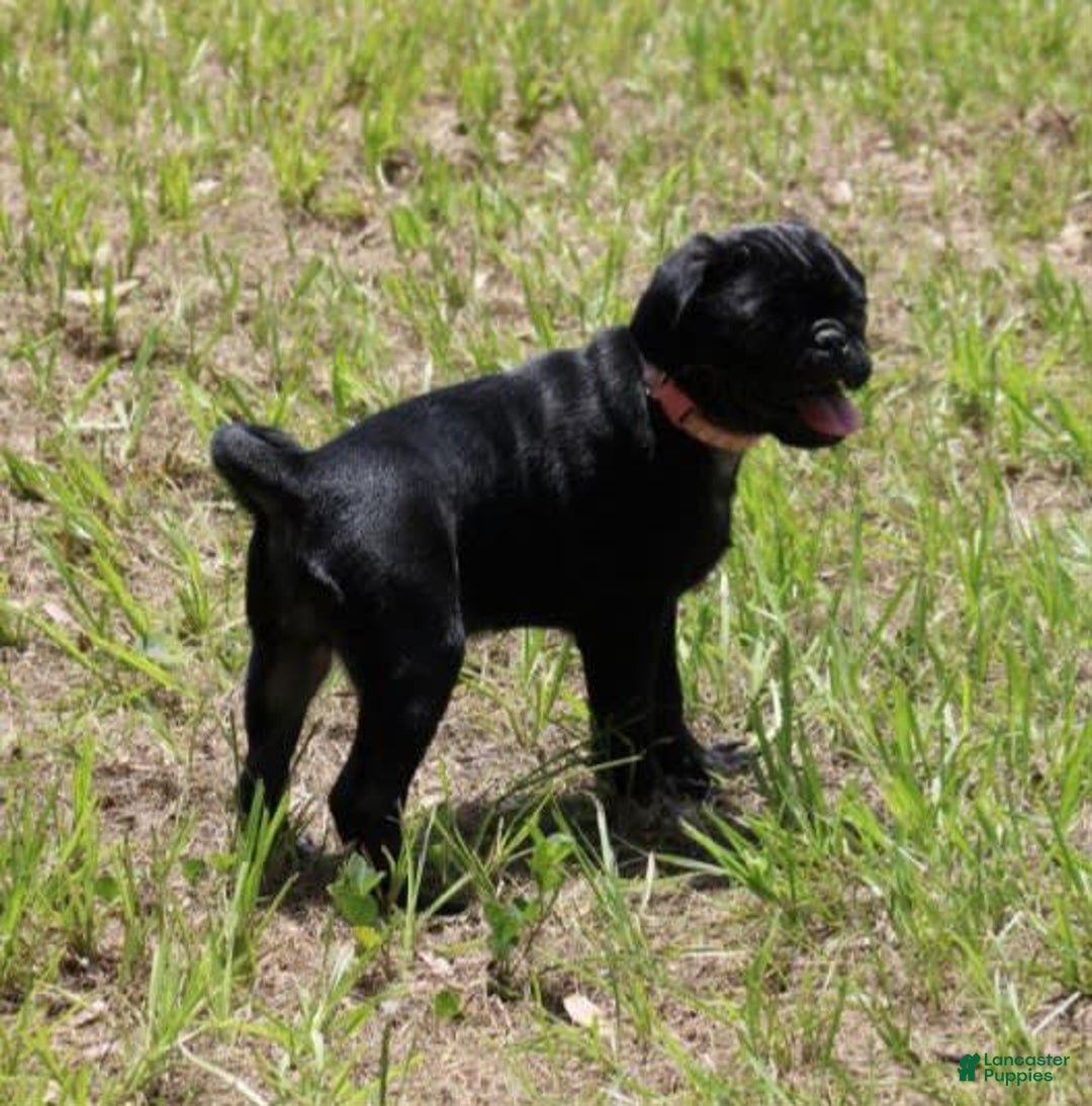 Pug dogs for sale: Gracie - Image 2