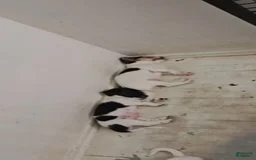 Jack Russell Terrier dogs for sale: Girl Black And White - Image 4