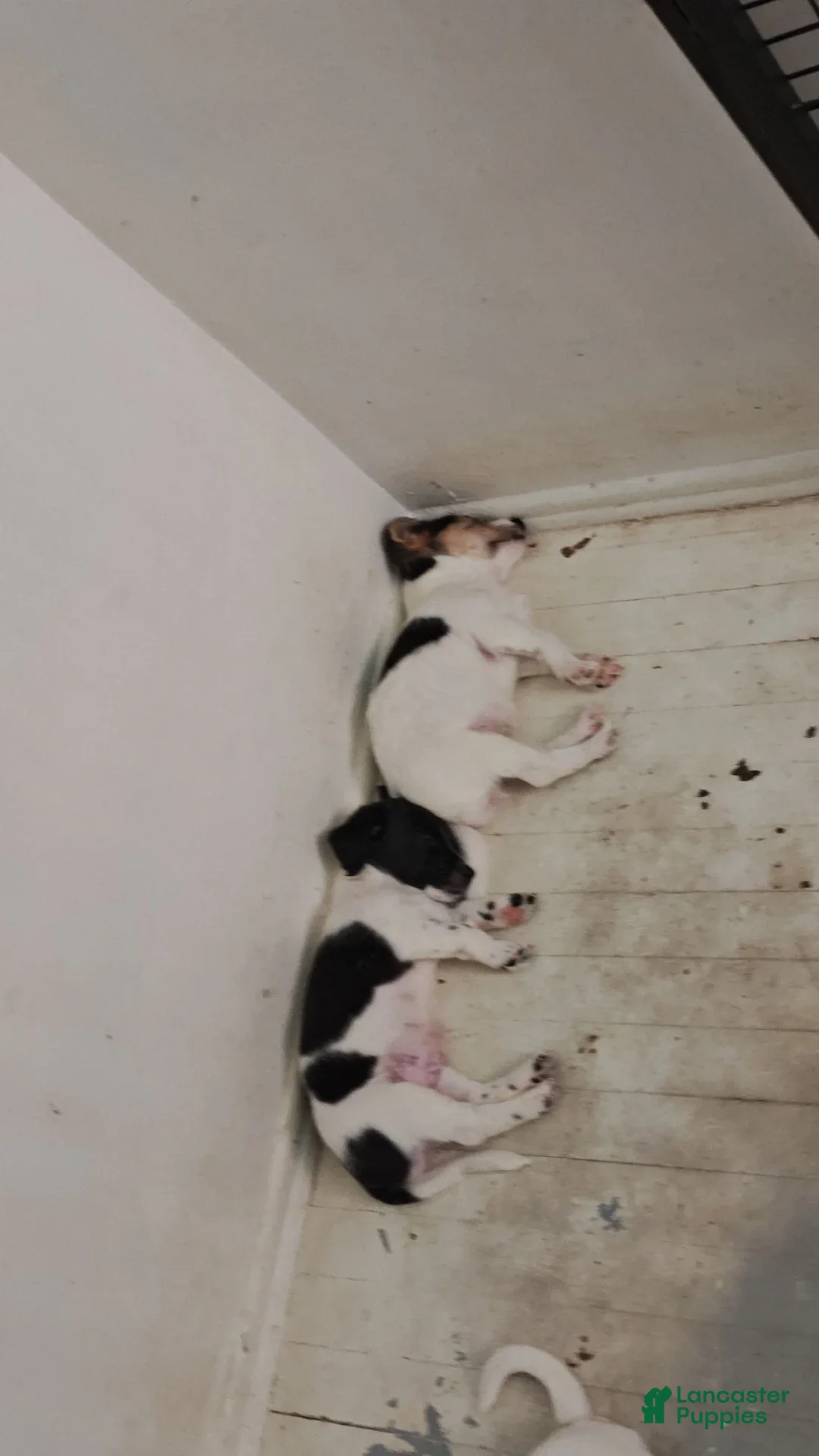 Jack Russell Terrier dogs for sale: Girl Black And White - Image 4