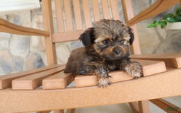 Shorkie dogs for sale: Khloe - Image 8