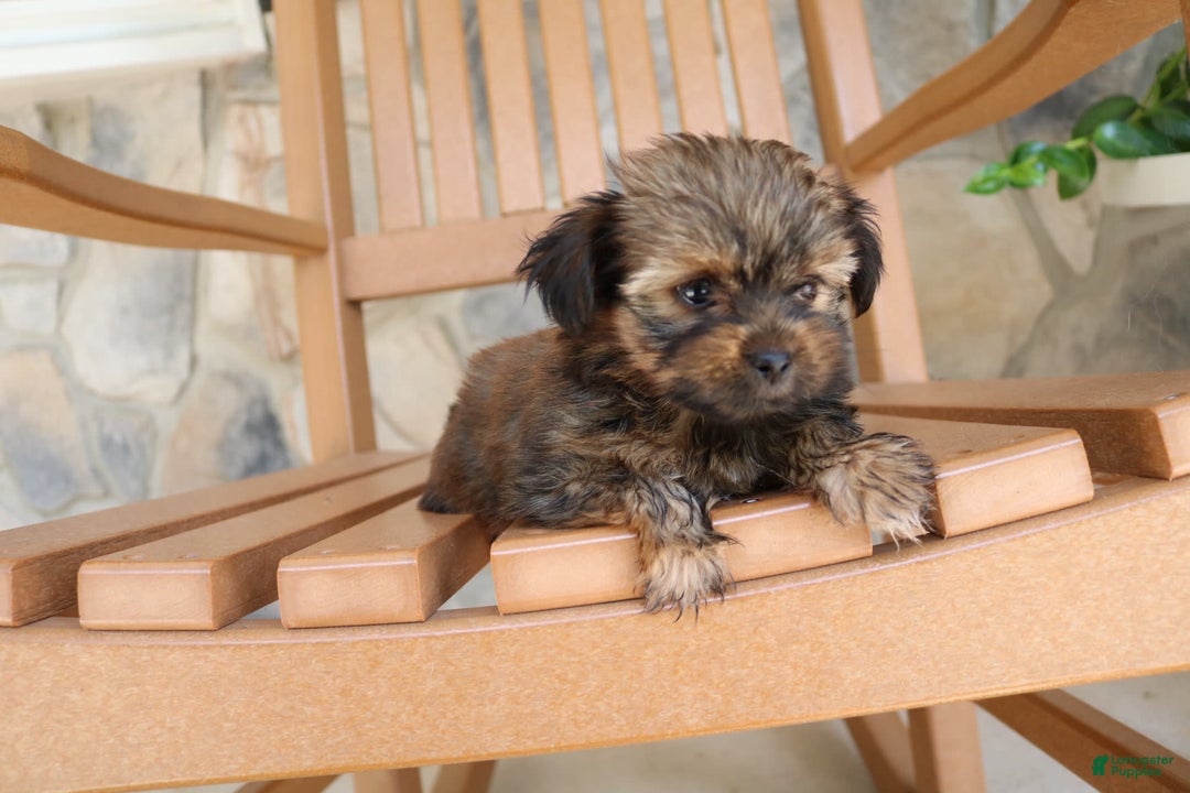 Shorkie dogs for sale: Khloe - Image 8
