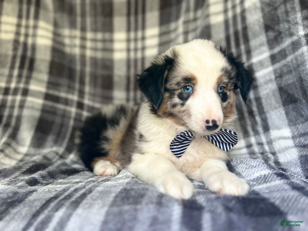 Miniature Australian Shepherd dogs for sale: Skeeter - Image 7